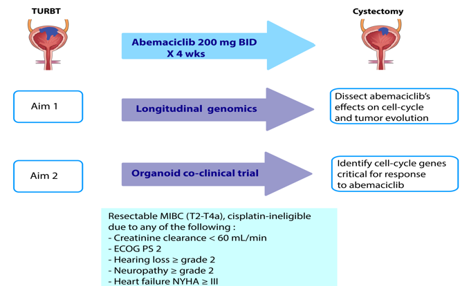 bishoy faltas bladder cancer lab vision